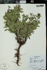 Arctostaphylos pungens image