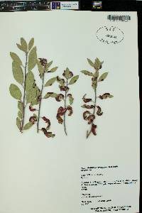 Arctostaphylos pungens image