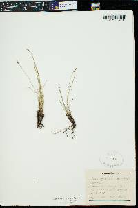 Kobresia myosuroides image