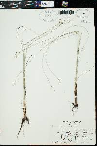 Fimbristylis dichotoma image