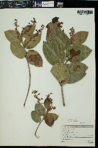 Gaultheria shallon image