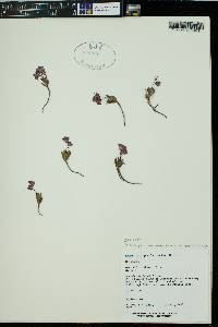 Kalmia polifolia subsp. microphylla image