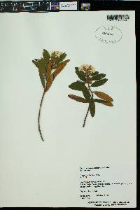 Rhododendron groenlandicum image