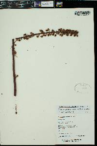 Pterospora andromedea image