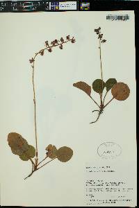 Pyrola asarifolia image