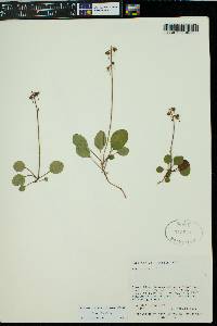 Pyrola chlorantha image