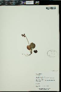 Pyrola minor image