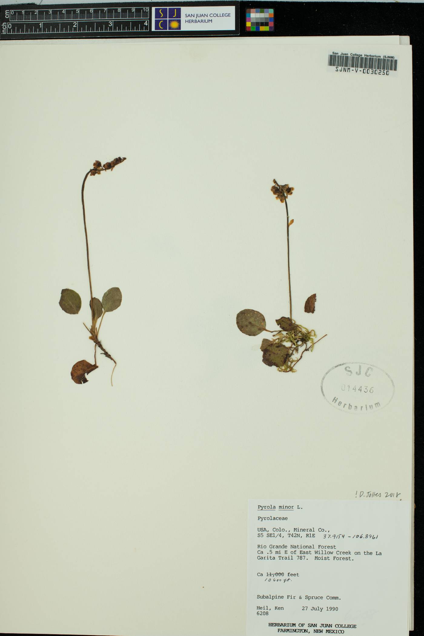 Pyrola minor image