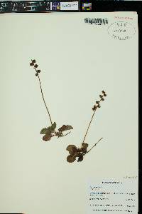 Pyrola minor image