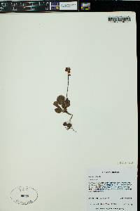 Pyrola minor image