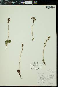 Pyrola minor image