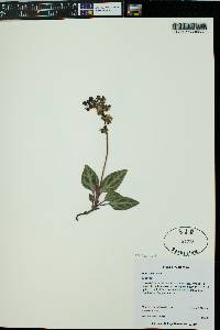 Pyrola picta image