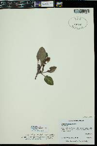 Pyrola picta image