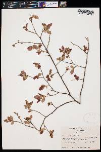 Vaccinium vacillans image