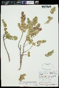 Euphorbia degeneri image