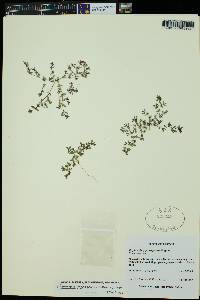 Euphorbia glyptosperma image