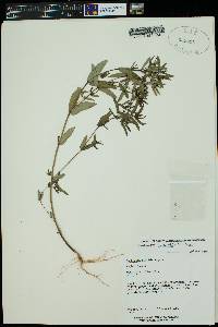 Chamaesyce florida image