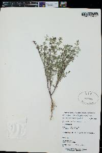 Euphorbia serpillifolia image