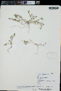 Euphorbia serpillifolia image