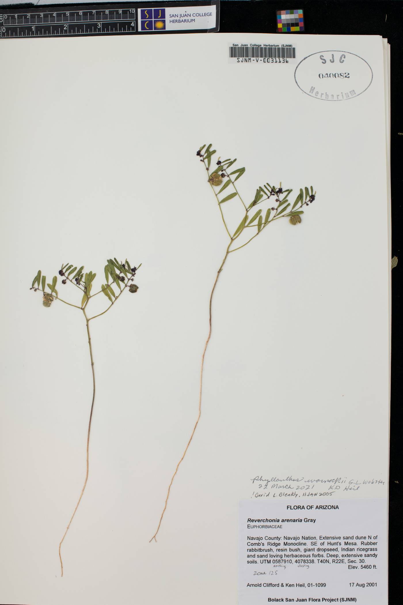 Phyllanthus warnockii image