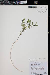 Phyllanthus warnockii image