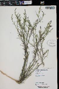 Stillingia linearifolia image