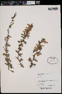 Acacia brandegeana image