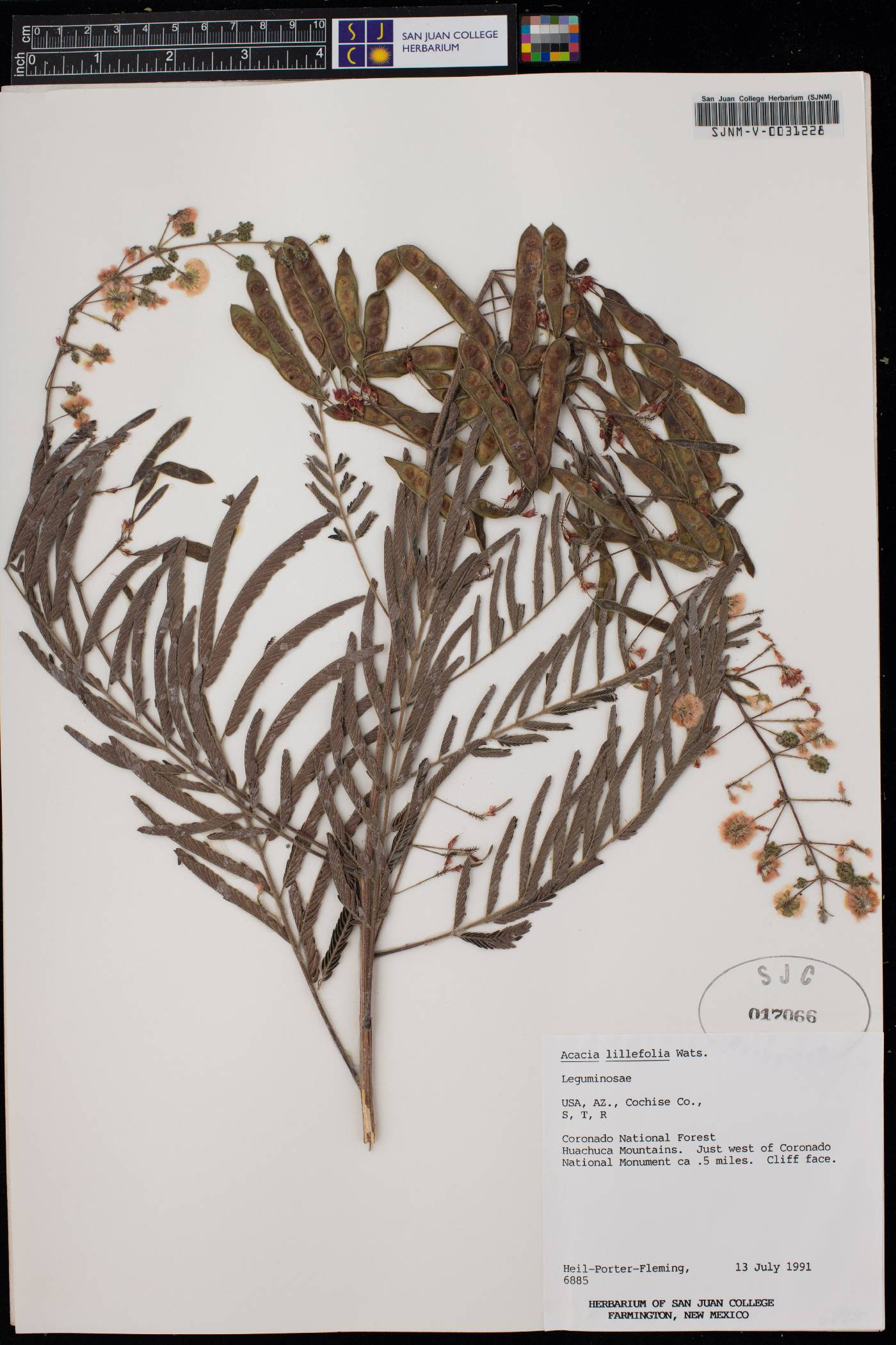 Acacia angustissima var. shrevei image