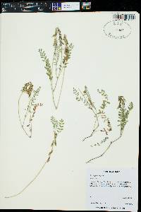 Astragalus alpinus image