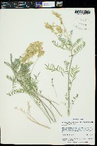 Astragalus bisulcatus image