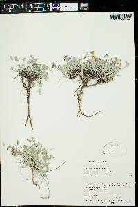 Astragalus calycosus image