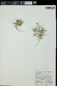 Astragalus ceramicus var. ceramicus image