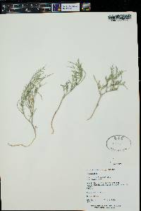 Astragalus ceramicus var. ceramicus image