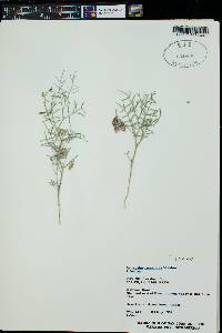 Astragalus ceramicus image