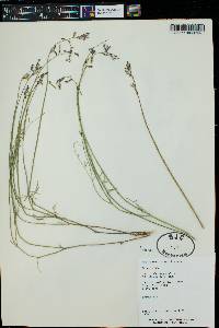 Astragalus coltonii var. coltonii image