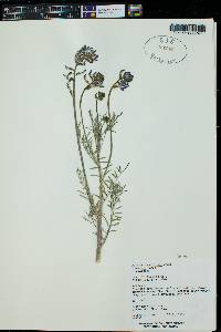 Astragalus coltonii image