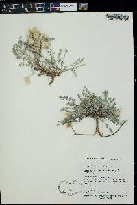 Astragalus concordius image