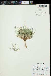 Astragalus deterior image