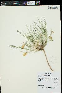 Astragalus eastwoodiae image