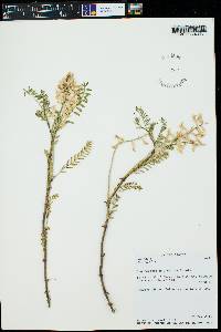 Astragalus bisulcatus image