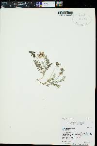 Astragalus alpinus image