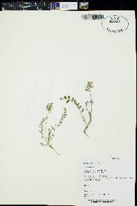 Astragalus alpinus image