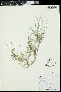 Astragalus brandegei image