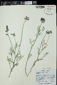 Astragalus coltonii image