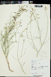 Astragalus episcopus image