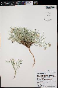 Astragalus humistratus image