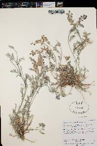 Astragalus humistratus var. sonorae image