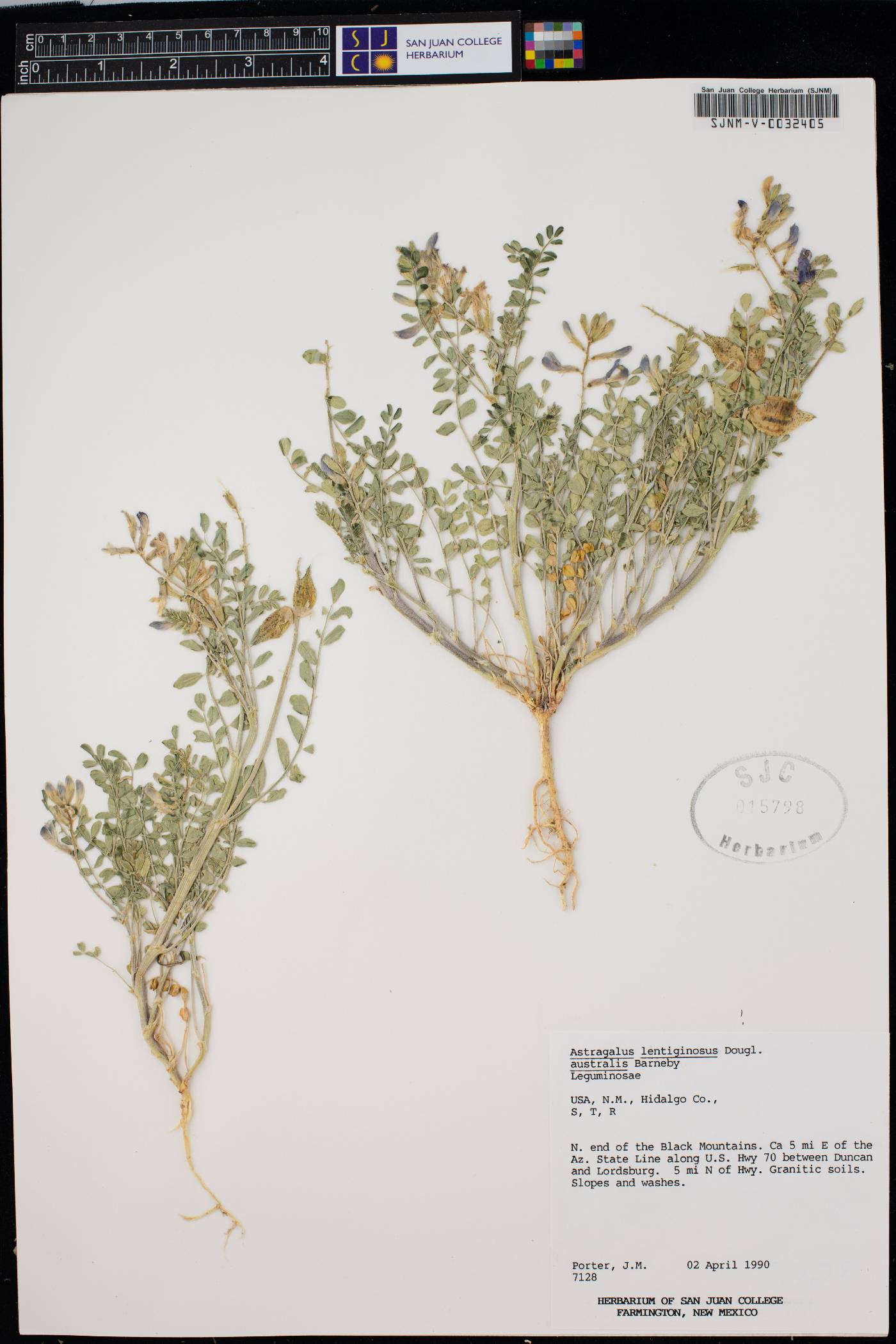 Astragalus lentiginosus var. australis image