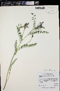 Astragalus lentiginosus var. diphysus image