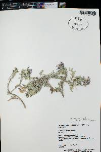 Astragalus missouriensis image